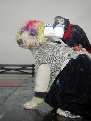 Coney Island’s 1st Annual Pet Day